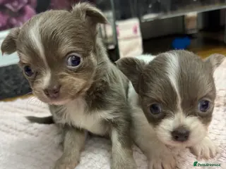 Chihuahua dogs Stunning Long Haired Chihuahuas - Advert 5