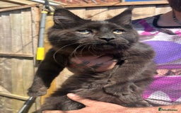 Maine Coon cats for sale: TICA Registered Maine Coon Kittens. Ready NOW in Doncaster - Image 7