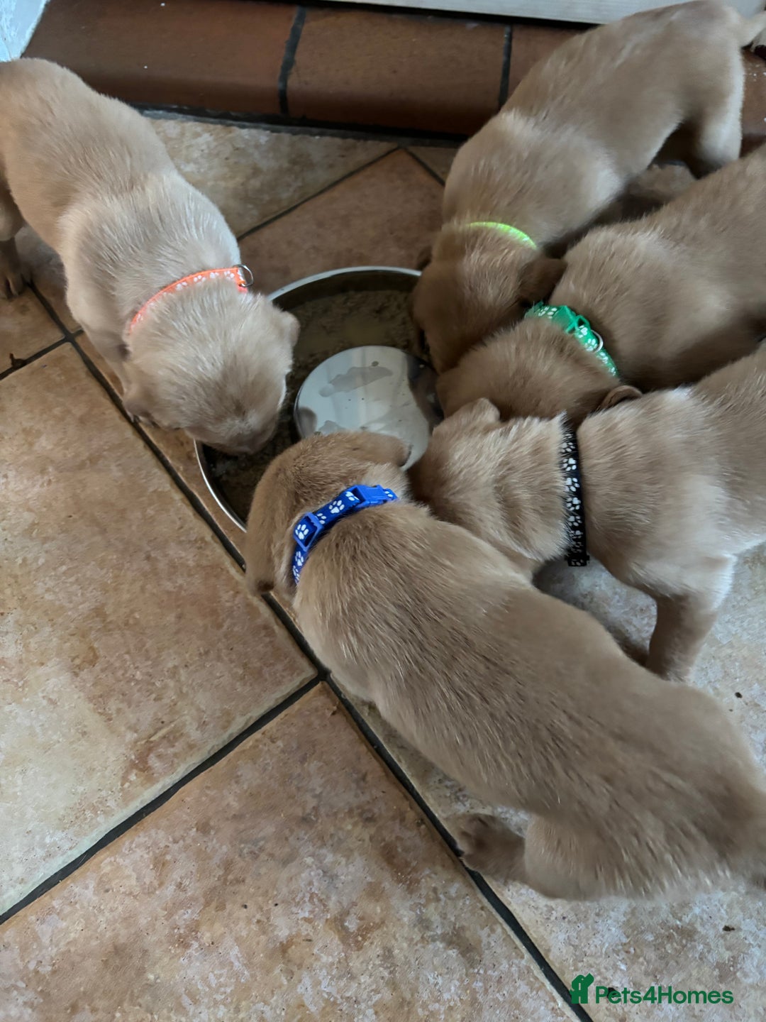 Labrador Retriever dogs for sale: KENNEL CLUB REGISTERED LABRADOR PUPPIES  - Advert 7