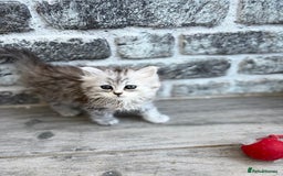 Persian cats for sale: Outstanding litter of Persian x kittens,  - Image 10