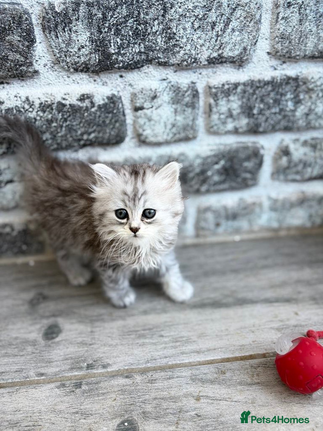 Persian cats for sale: Outstanding litter of Persian x kittens,  - Image 10