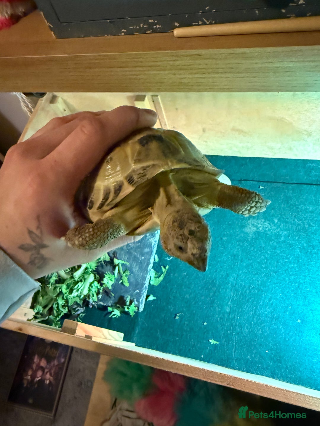Tortoise reptiles for sale: Russian / Horsfield tortoise - Advert 3