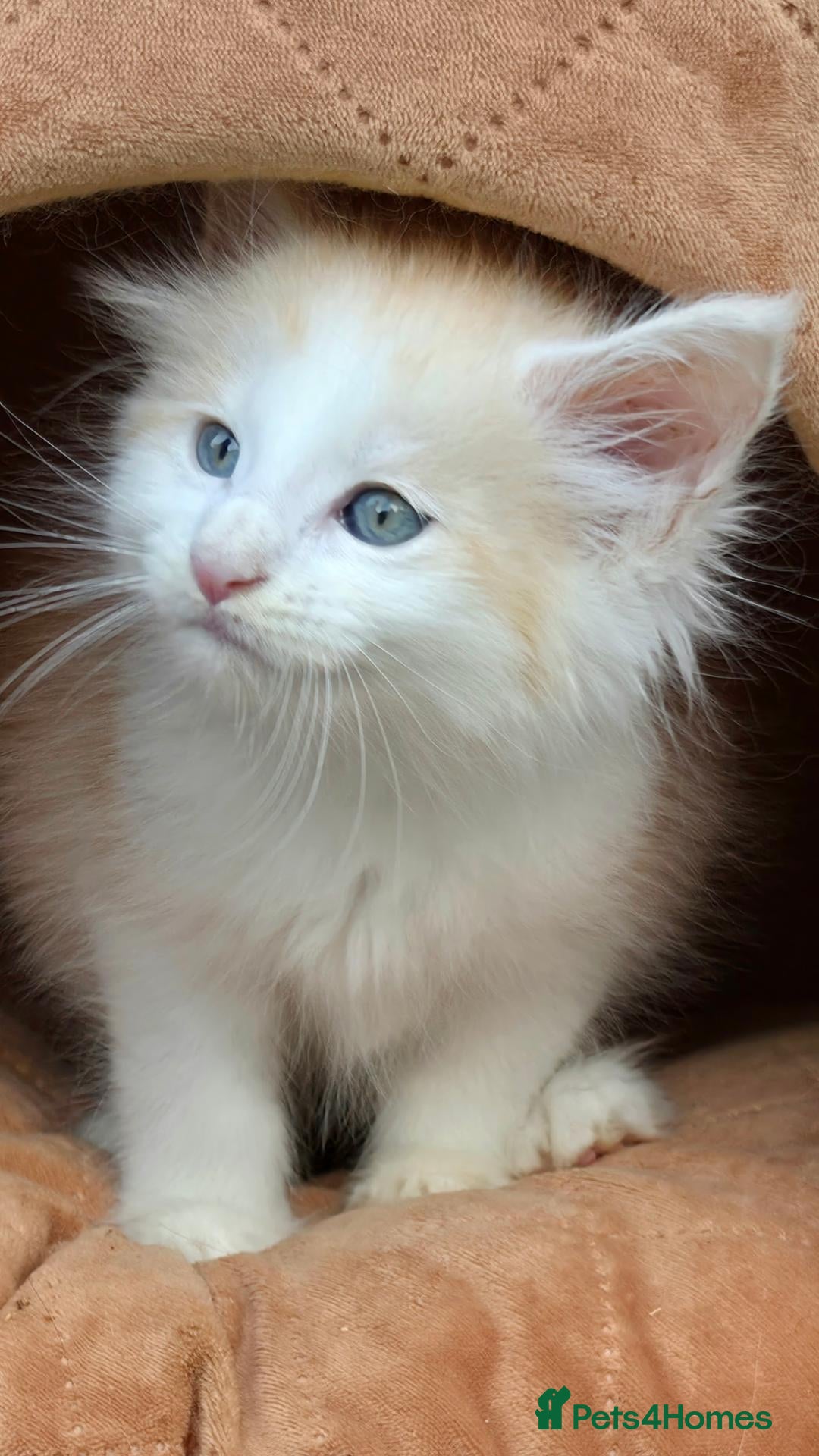 Maine Coon cats Stunning Maine coon kittens  - Advert 1