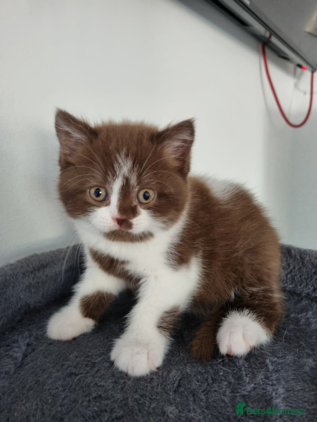 British Shorthair cats for sale: 4 Sweet PEDIGREE kittens - Image 10