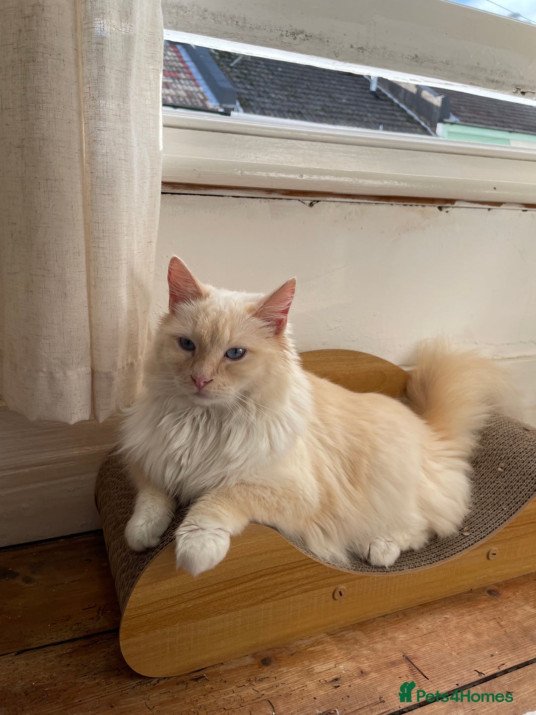 Ragdoll cats for sale: SWEET AND ENERGECTIC RAGDOLL BOY 💙 - Advert 5