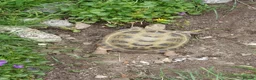 Tortoise reptiles for sale: Horsefield tortoises female  in Wrexham - Advert 6