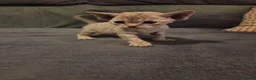 Devon Rex cats for sale: 💛 Devon Rex Kittens–2027 Litter Reservations 💛 - Advert 9