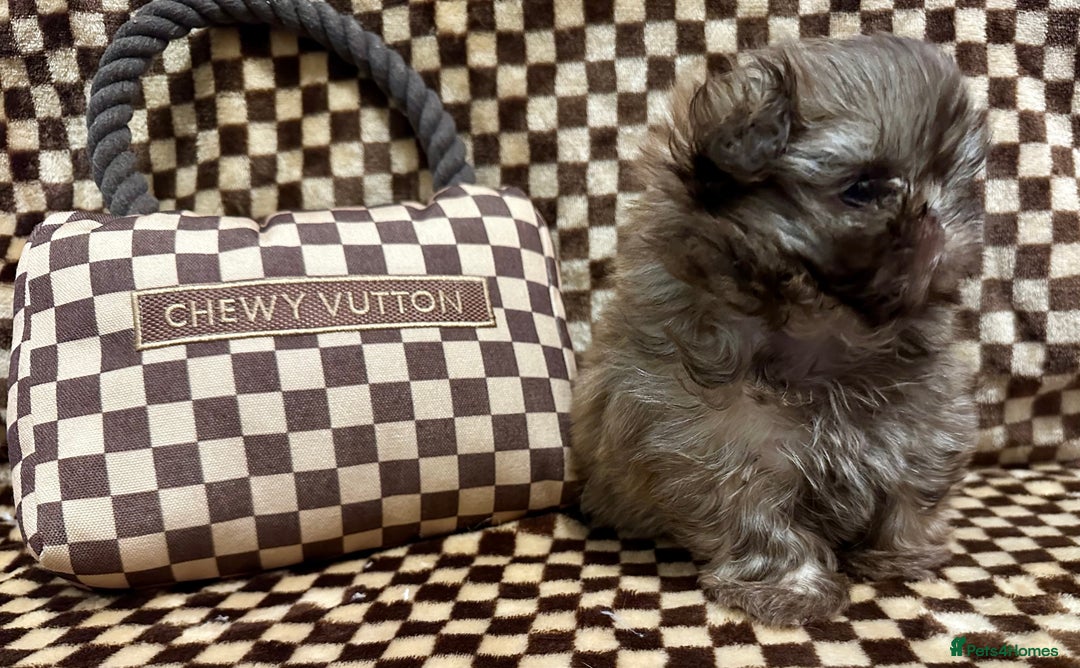 Shih Tzu dogs for sale: Scrumptious Chocolate American Imperial Shih Tzu - Advert 2