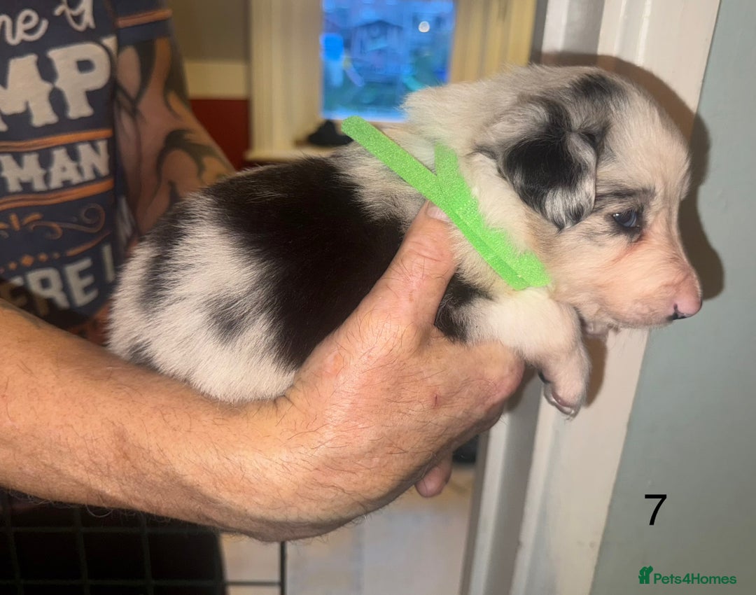 Border Collie dogs for sale: Beautiful border collie pups - Advert 9