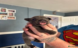 Mixed Breed dogs for sale: French Bull Jacks x 5 (All male)  - Image 10