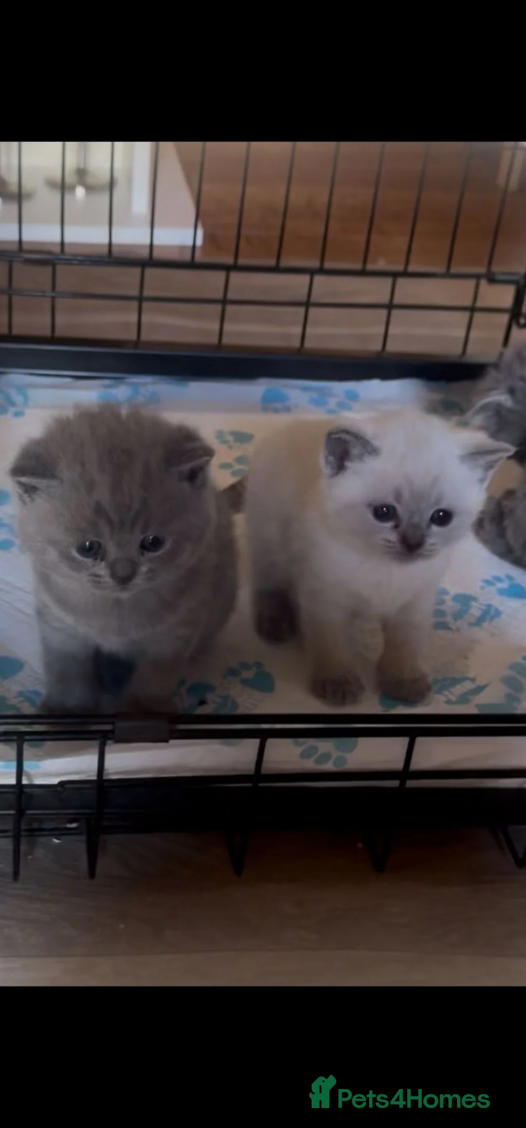 British Shorthair cats for sale: British short haired - Advert 2