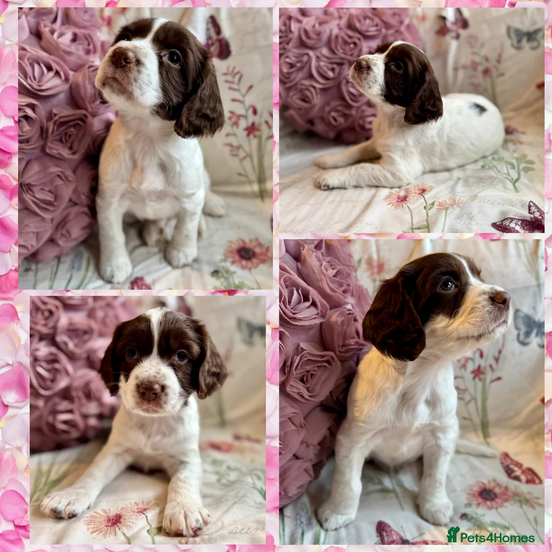 Sprocker dogs for sale: Beautiful Sprocker Spaniel pups  - Advert 23