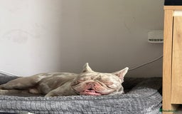 French Bulldog dogs for sale: Male French bulldog - Image 3