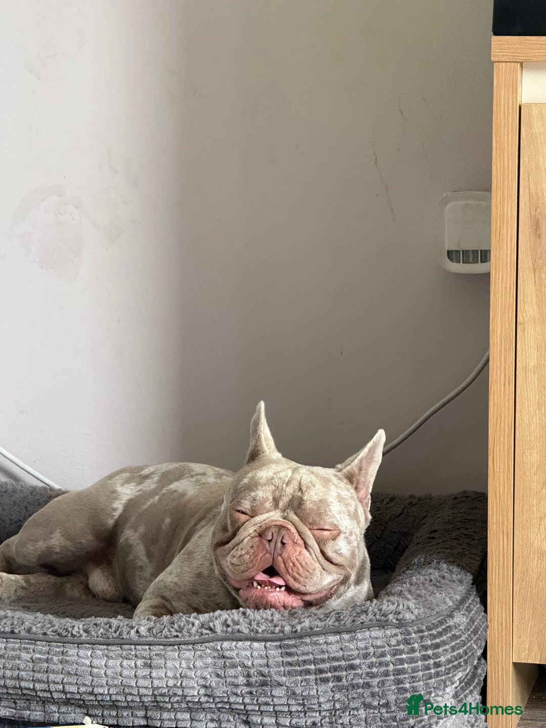 French Bulldog dogs for sale: Male French bulldog - Image 3