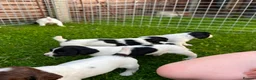 English Springer Spaniel dogs for sale: FTCh Sired ESS Puppies For Sale in Axbridge - Advert 9