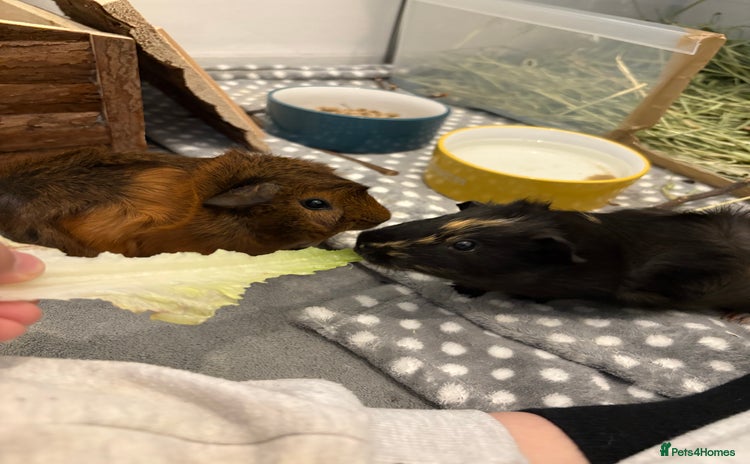 Guinea Pig rodents - Advert 3