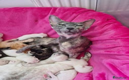 Siamese cats for sale: Beautiful GCCF registered Siamese kittens  - Image 18