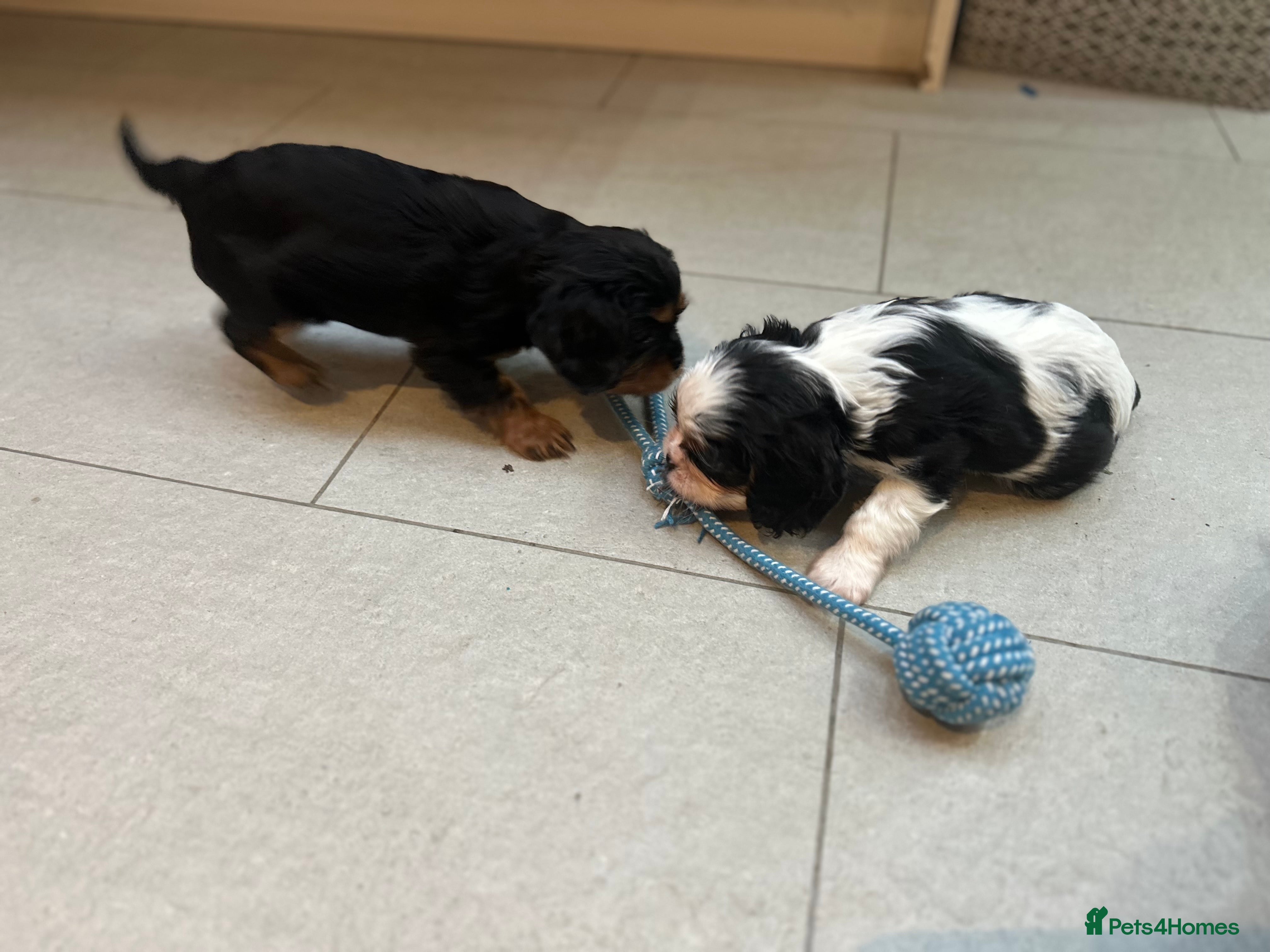 Cavalier King Charles Spaniel dogs Pure breed cavalier King Charles puppies - Advert 17