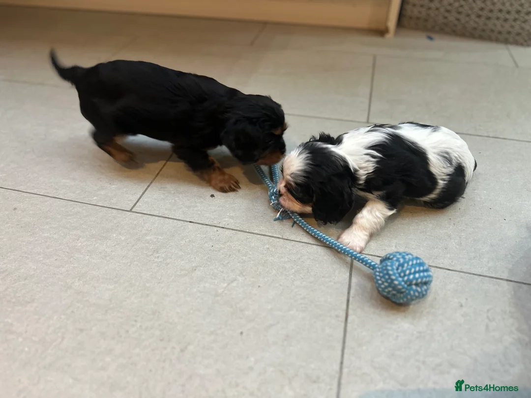 Cavalier King Charles Spaniel dogs for sale: Pure breed cavalier King Charles puppies - Advert 1