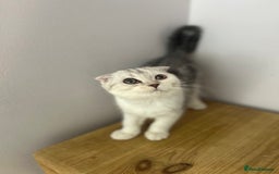 Scottish Fold cats for sale: Beautiful Scottish fold baby’s  in Reading - Image 36
