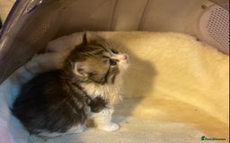 Munchkin cats for sale: Full Pedigree Munchkin Kittens  - Image 11
