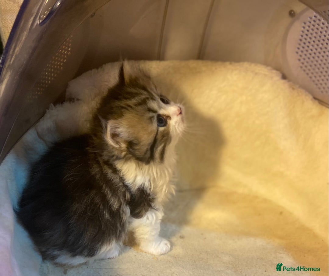 Munchkin cats for sale: Full Pedigree Munchkin Kittens  - Image 11