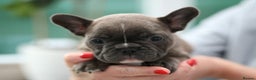 French Bulldog dogs for sale: Cute French Bulldog Puppies Available Soon - Advert 18