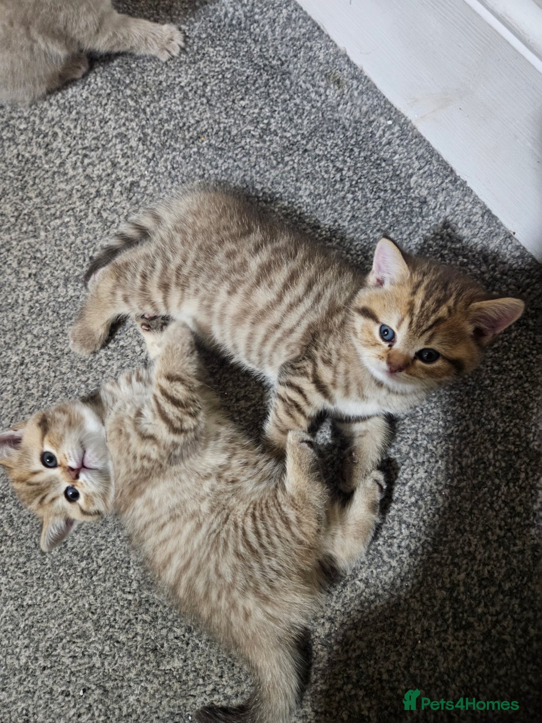 British Shorthair cats for sale: British Shorthair kittens! MALE BACK AVAILABLE!  - Advert 18