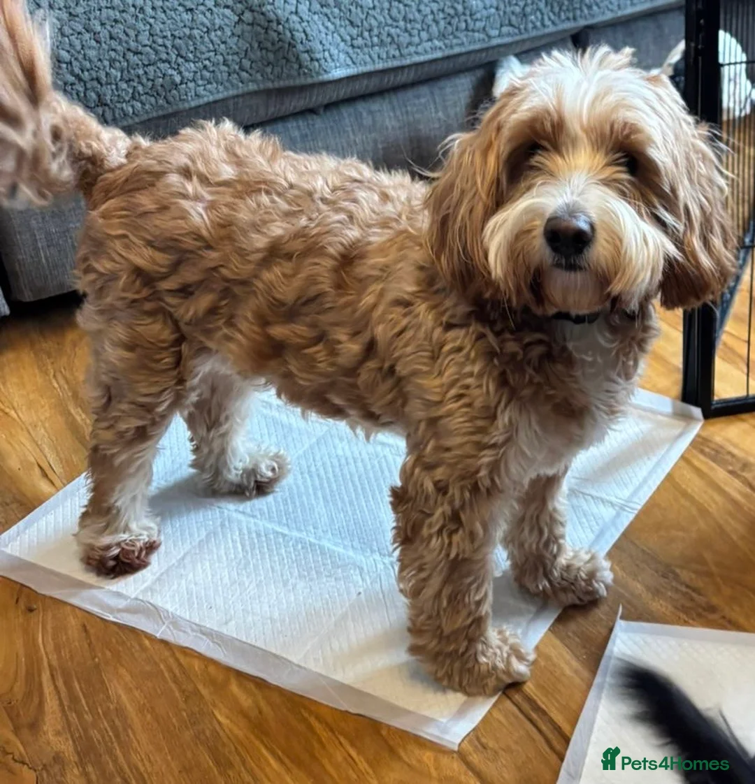 Cockapoo dogs for sale: 6 cockapoo puppies  in Aldershot - Advert 11