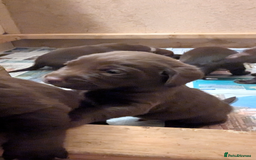 Labrador Retriever dogs for sale: Chocolate Labrador pups  - Image 8