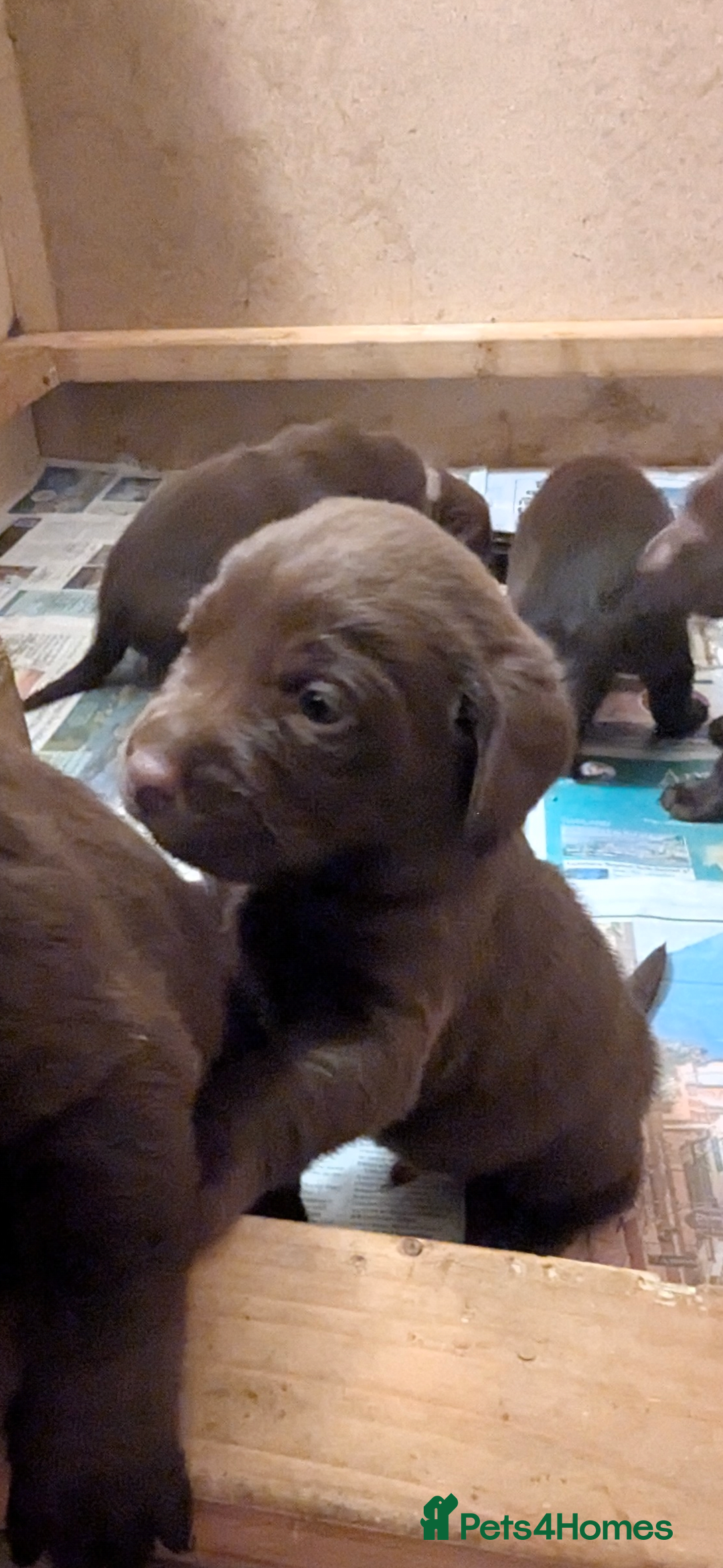 Labrador Retriever dogs for sale: Chocolate Labrador pups  - Image 8