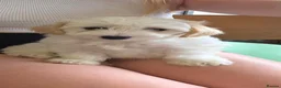 Maltipoo dogs for sale: Beautiful Maltipoo Girls – Ready Now 🩷🐾 - Advert 2