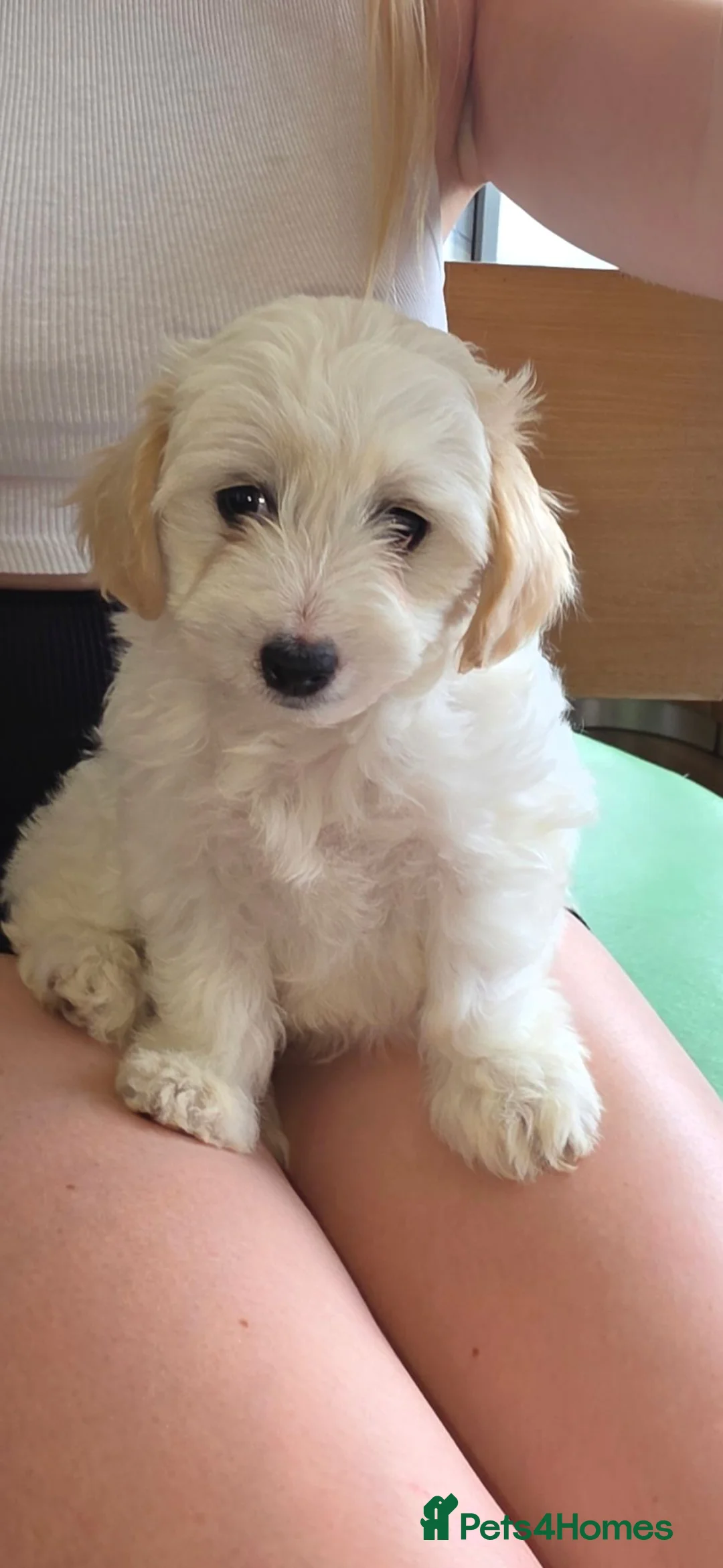 Maltipoo dogs for sale: Beautiful Maltipoo Girls – Ready Now 🩷🐾 - Advert 2