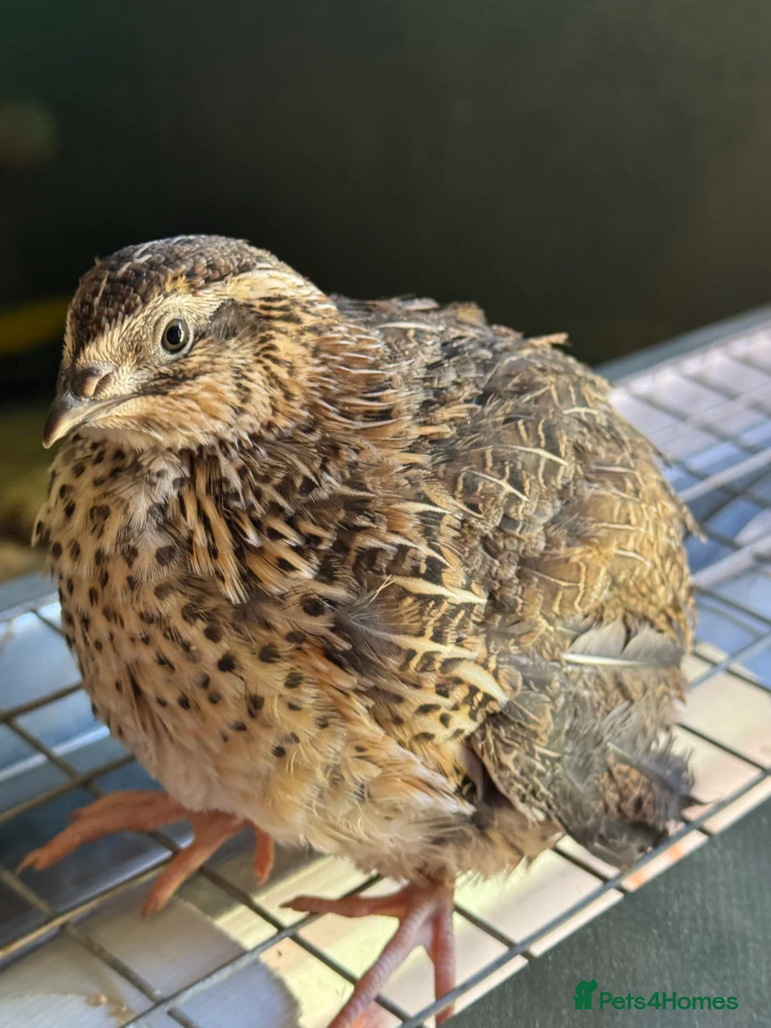 Quail poultry for sale: Any ages English White and Estonian breed quail  - Advert 2