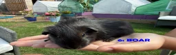 Guinea Pig rodents for sale: Guinea Pigs - Ready Now - Advert 11