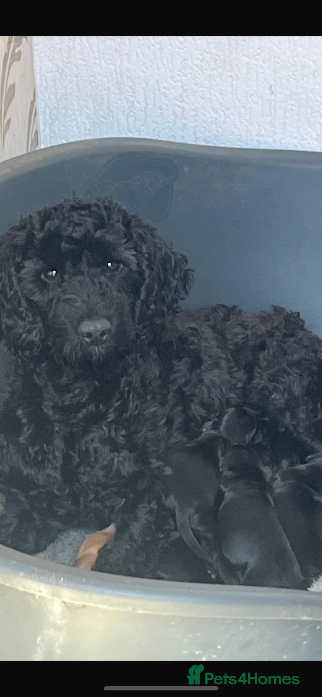 Cockapoo dogs for sale: Cockapoo fb1 puppy’s  - Image 7