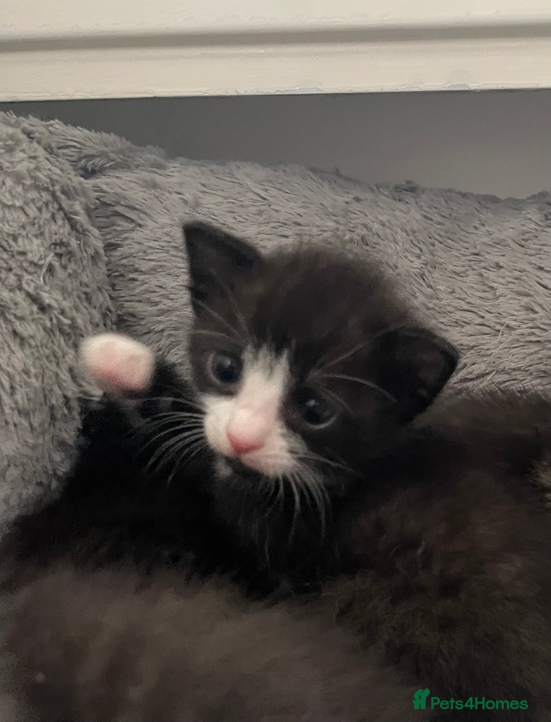 Mixed Breed cats for sale: 4 Beautiful Kitten - Advert 7