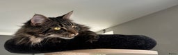 Maine Coon cats for sale: Male Mainecoon looking for forever home  - Advert 1
