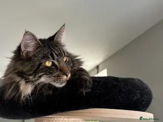 Maine Coon cats Male Mainecoon looking for forever home - Advert 8