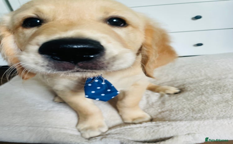 Golden Retriever dogs - Advert 4