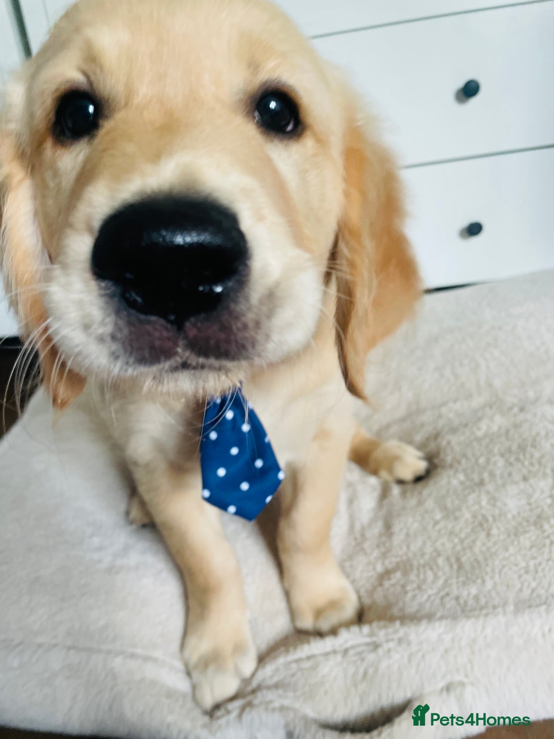 Golden Retriever dogs for sale: Golden retriever KC ❤️ - Image 1