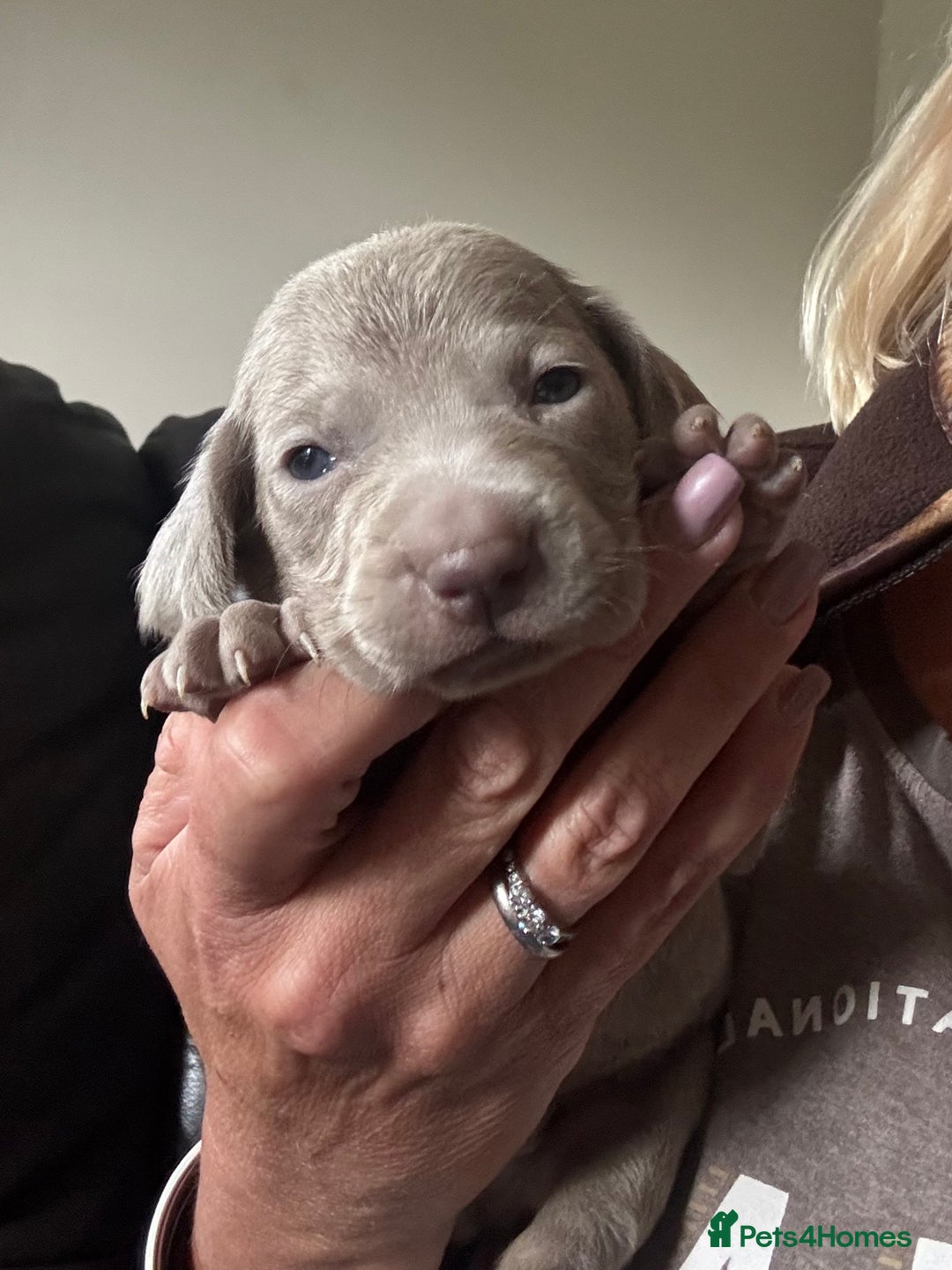 Weimaraner dogs for sale: Quality Weimaraner Puppies - Image 7