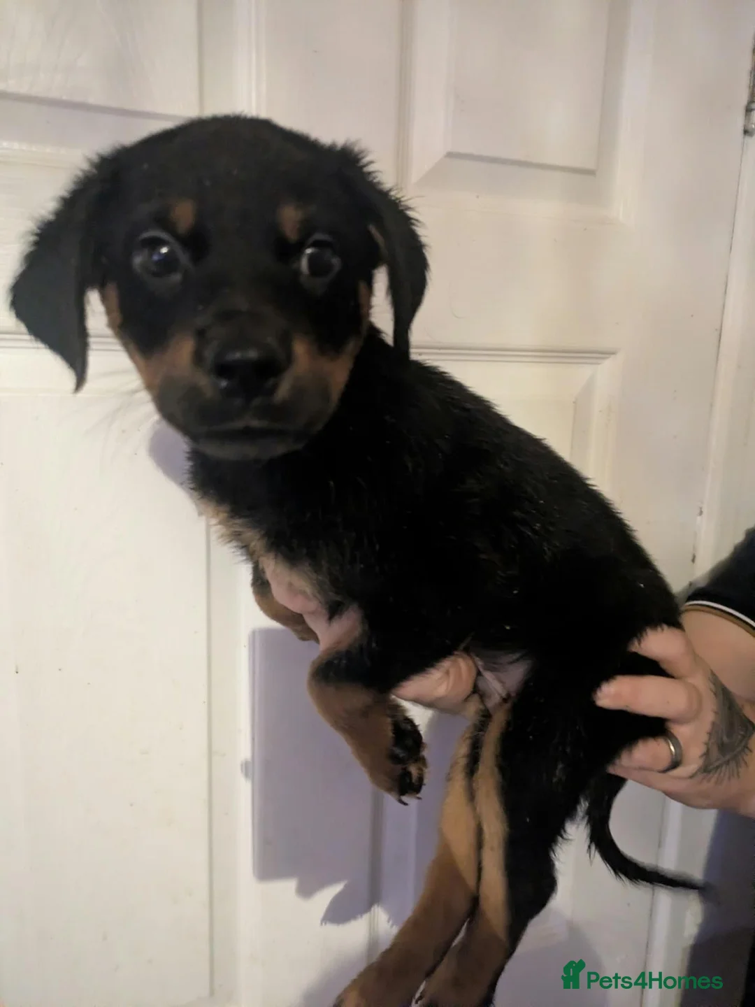 Mixed Breed dogs for sale: Border collie cross rottweiler puppies in Swindon - Advert 2
