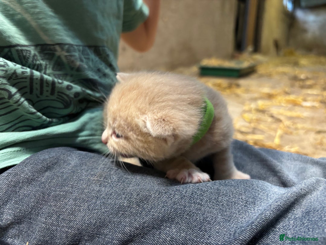 British Shorthair cats for sale: Beautiful litter of adorable kittens - Image 17