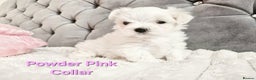 Maltese dogs for sale: 4 Exceptional Maltese Girl Puppies**KC REGISTER** - Advert 13