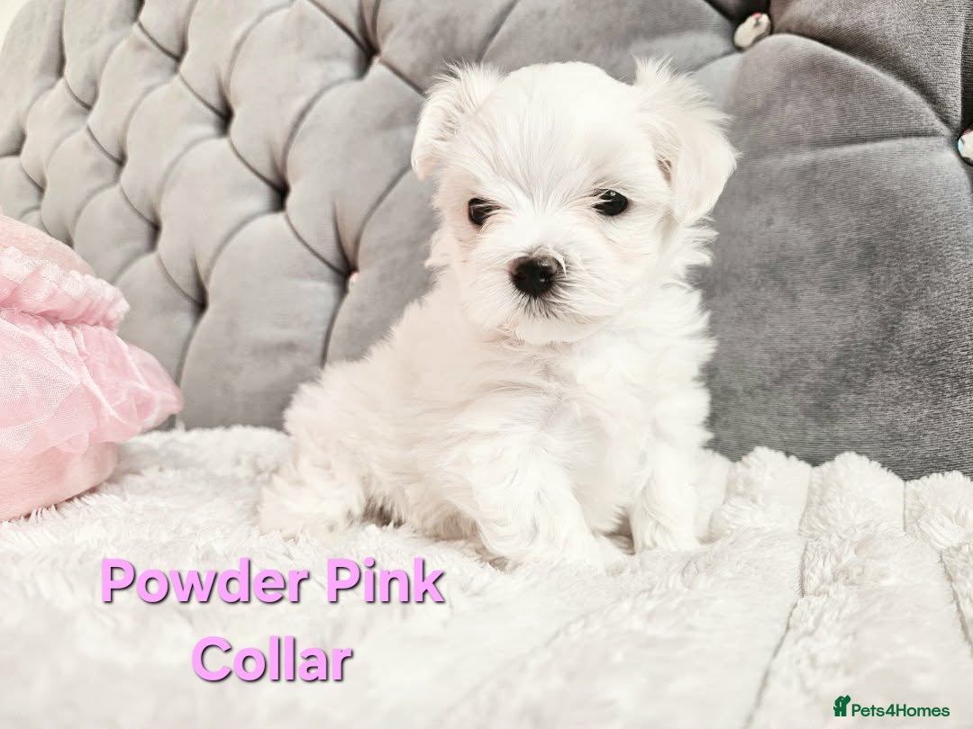 Maltese dogs for sale: 4 Exceptional Maltese Girl Puppies**KC REGISTER** - Advert 13