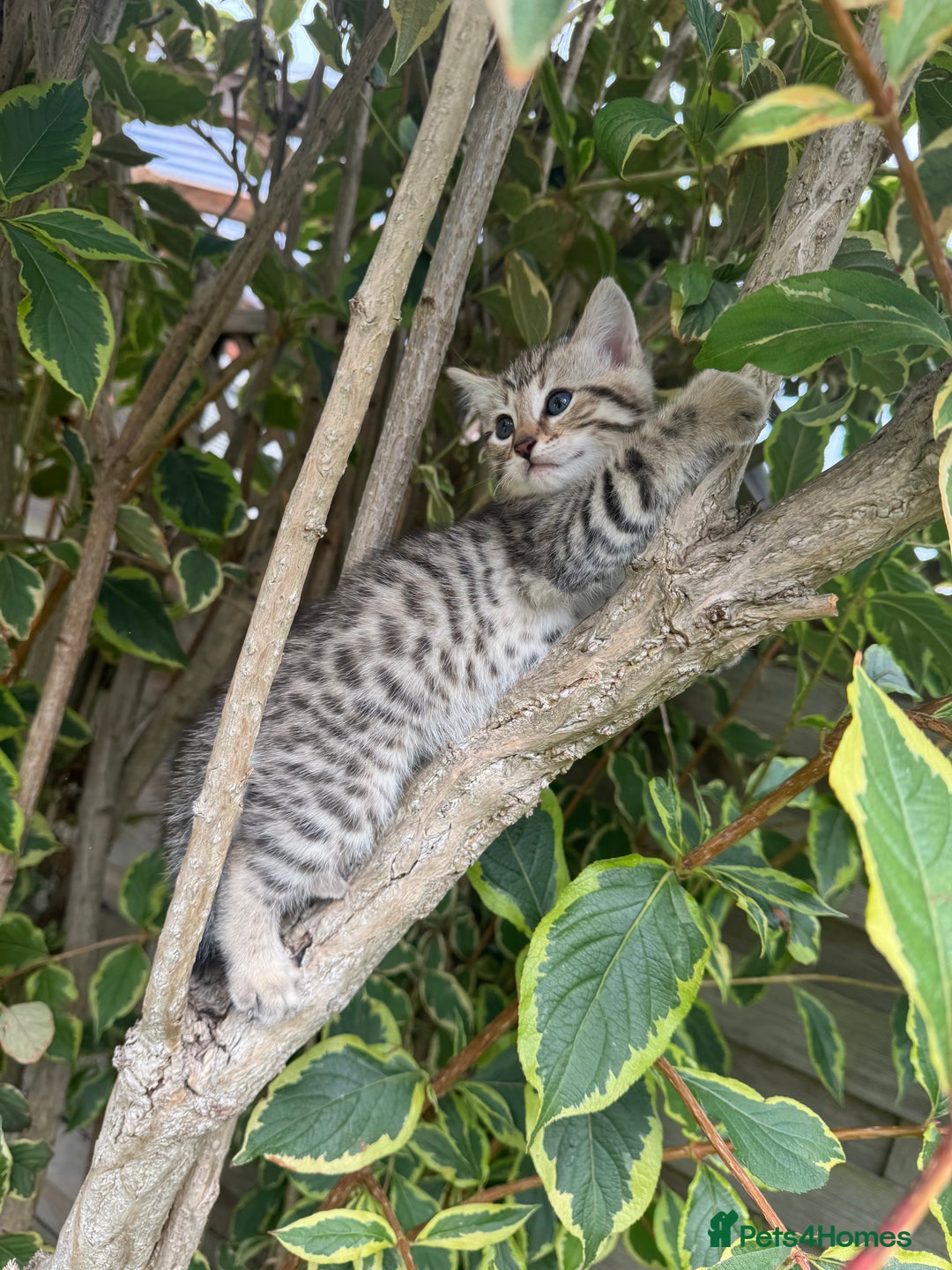 Bengal cats for sale: Bengal x Persian kittens - Image 15