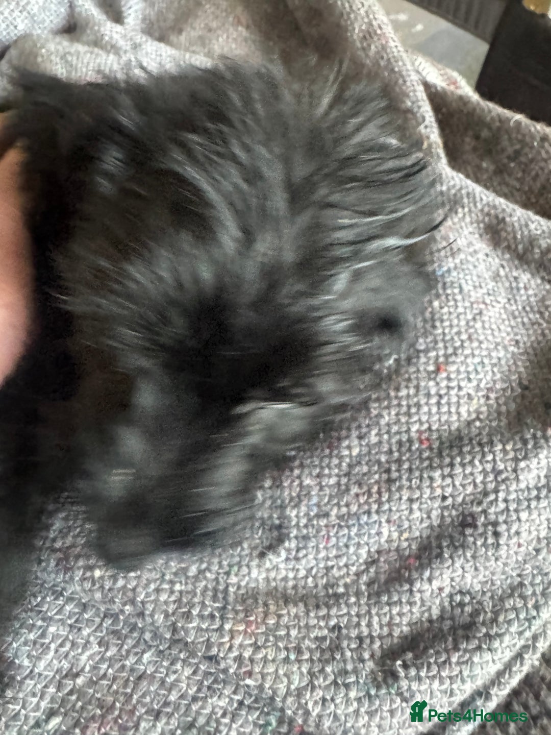 Bordoodle dogs for sale: Bordoodle  - Image 18