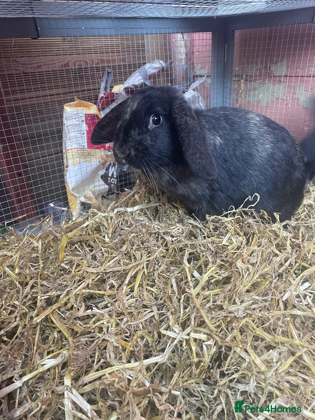 Mixed Breed rabbits for sale: Kevin the sweetest boy😢 - Advert 2