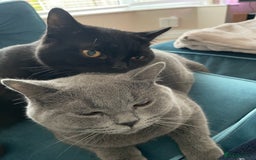 British Shorthair cats for sale: 4 year old BSH Fudge- sold as a pair - Image 2
